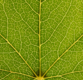 Zoomed in picture of a green leaf showing a closeup of the leaf's texture (credit: Getty Images)