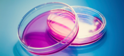 Petri dishes against blue background. (source: Getty Images)
